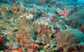 Travelbusy.com Madagascar Africa 
www.travelbusy.com/gallery